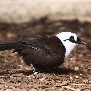 Sumatran Laughingthrush (Garrulax bicolor)