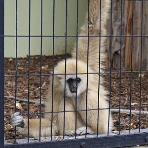 lar gibbon (white-handed gibbon)