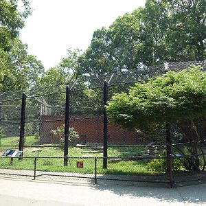 Amur Tiger Exhibit