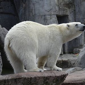 Polar bear