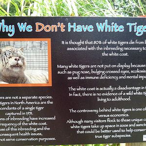 White Tiger Sign