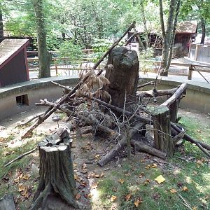 North American Porcupine Exhibit