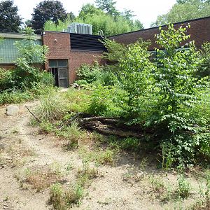 Chacoan Peccary Exhibit