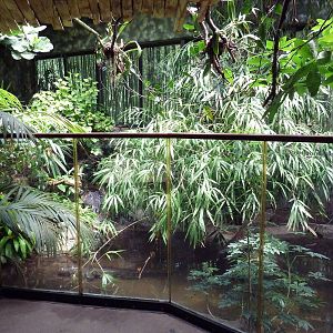 New World Tropics Building - Yacare Caiman/Matamata Exhibit