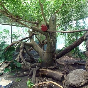 New World Tropics Building - Ocelot Exhibit