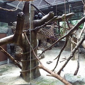 New World Tropics Building - White-Faced Saki Monkey Exhibit