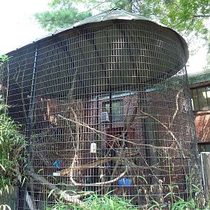 New World Tropics Building - Black Howler Monkey Exhibit