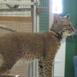 Beeze the Bobcat Kitten