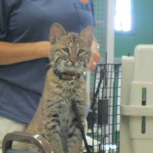 Beeze the Bobcat Kitten