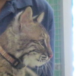 Beeze the Bobcat Kitten