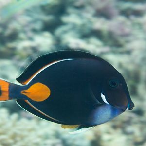 Achilles Tang