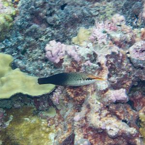 Birdnose Wrasse female (Gomphosus varius)