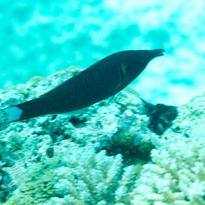 Birdnose Wrasse male (Gomphosus varius)