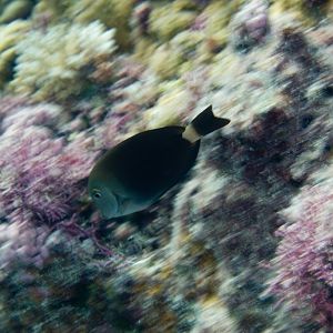 Bluelined Surgeonfish (Acanthurus nigros)