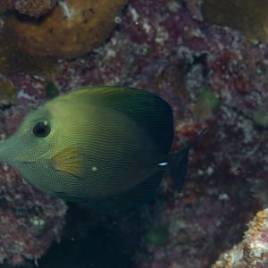 Brushtail Tang (Zebrasoma scopus)