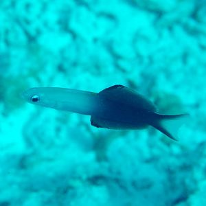 Two-tone Dartfish (Ptereleotris evides)
