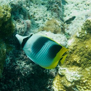 Doublesaddle Butterflyfish (Chaetodon ulietensis)