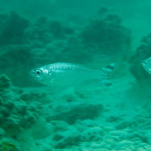 Barred Flagtail (Kuhlia mugil)