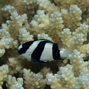 Humbug Damsel (Dascyllus aruensis)