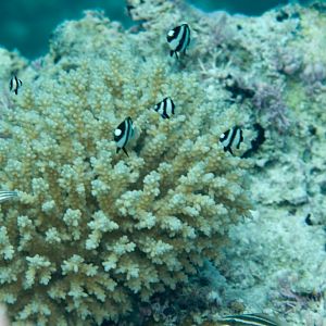 Humbugs (Dascyllus aruensis)