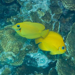 Mimic Surgeonfish on left, Lemonpeel Angelfish on right