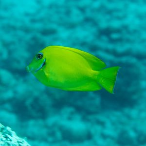 Mimic Surgeonfish juvenile (Acanthurus pyroferus)