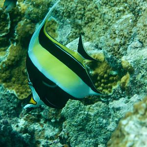 Moorish Idol (Zanclus cornutus)