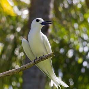White Tern (Gygis alba)