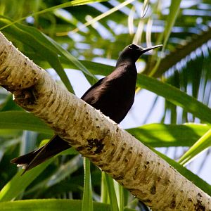 Balck Noddy (Anous minutus)