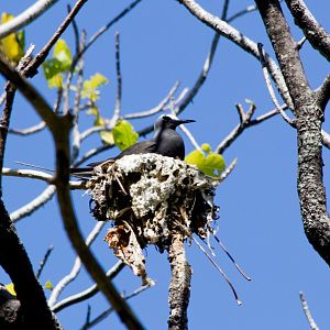 Black Noddy on nest (Anous minutus)