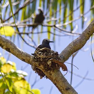 Black Noddy on nest (Anous minutus)