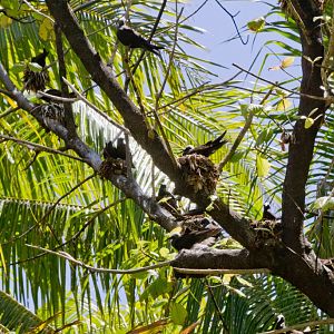 Black Noddy nests (Anous minutus)