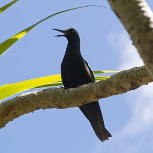 Black Noddy (Anous minutus)