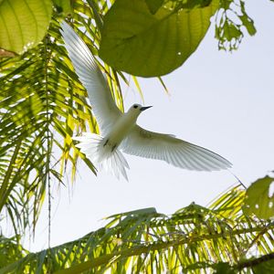 White Tern (Gygis alba)