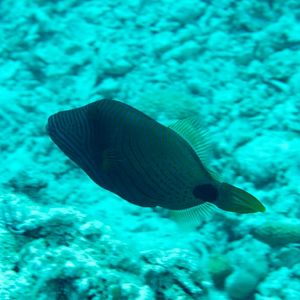 Orangelined Triggerfish (Balistapus undulatus)
