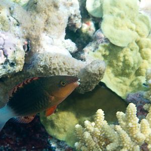 Bridled Parrotfish IP (Scarus frenatus)