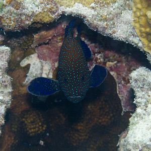 Peacock Grouper (Cephalopholis argus)