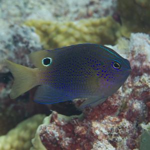 Princess Damsel (Pomacentrus vaiuli