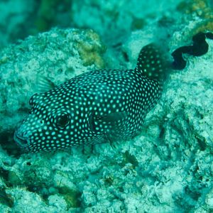 Guineafowl Puffer (Arothron meleagris)