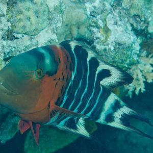 Redbreasted Wrasse (Cheilinus fasciatus)