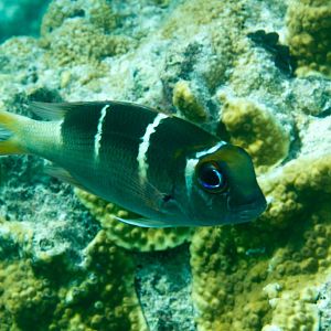 Redfin Bream (Monotaxis heterodon)