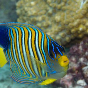 Regal Angelfish (Pygoplites diacanthus)