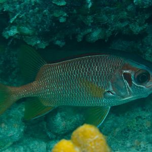 Sabre Squirrelfish (Sargocentrum spiniferus)
