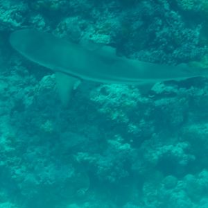Blacktipped Reef Shark (Carcharhinus melanopterus)