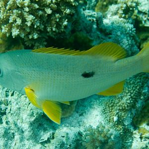 Onespot Snapper (Lutjanus monostigma)