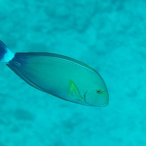 Yellowfin Surgeonfish (Acanthurus xanthopterus)