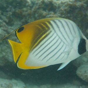 Threadfin Butterflyfish (Chaetodon auriga)