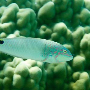 Threespot Wrasse (Halichoeres trimaculatus)