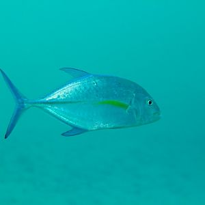 Bluefin Trevally (Caranx melampygus)