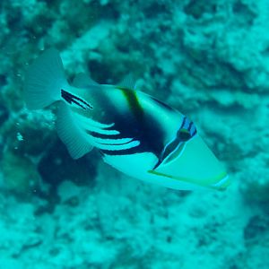 Lagoon Triggerfish (Rhinecanthus aculeatus)